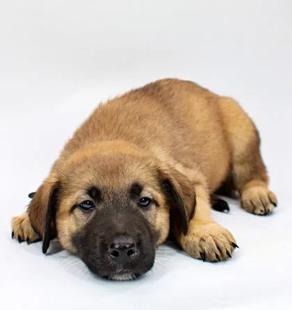A baby large-sized female Great Pyrenees dog named Juniper for adoption in Morton Grove, IL