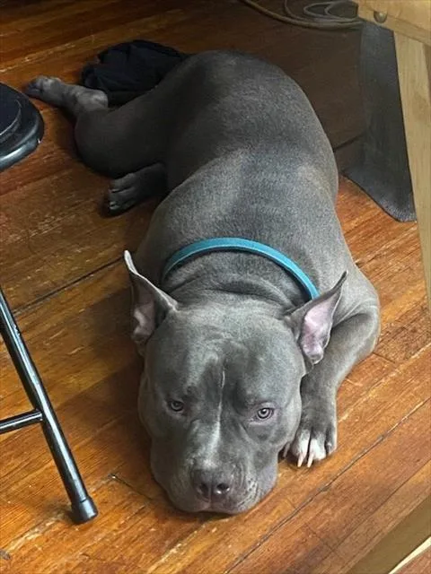 An adult medium-sized male Pit Bull Terrier dog named Ace for adoption in Houston, TX