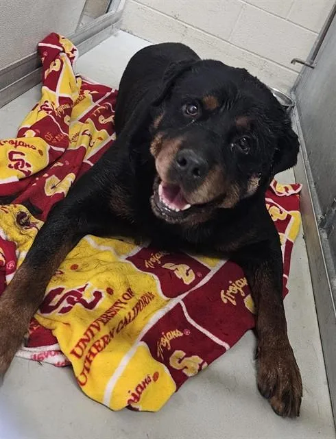 An adult extra large-sized male Rottweiler dog named Meatloaf for adoption in Castaic, CA