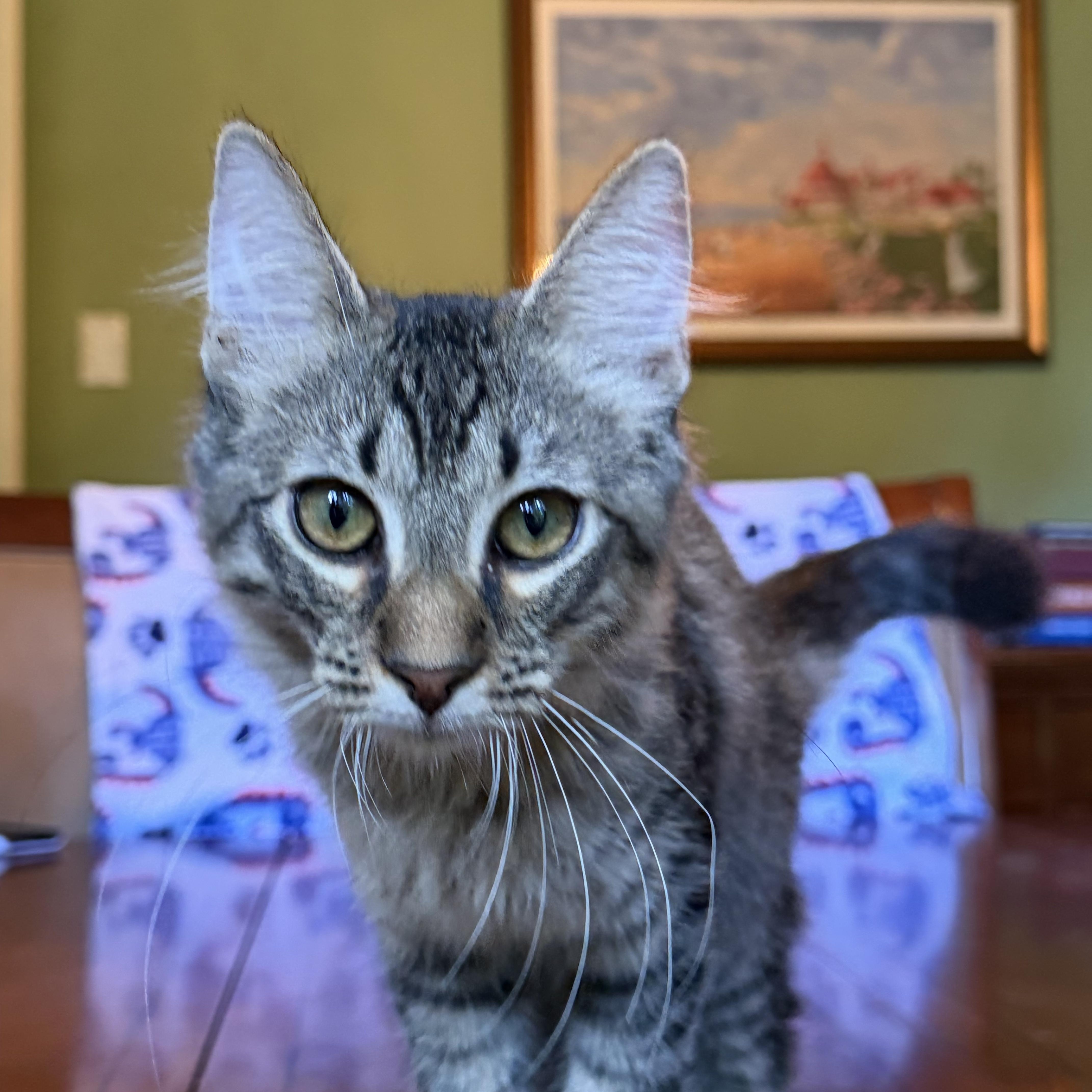 A baby small-sized male Tabby (Brown / Chocolate) Maine Coon cat named Kermit Portofino Petsmart for adoption in Spring, TX