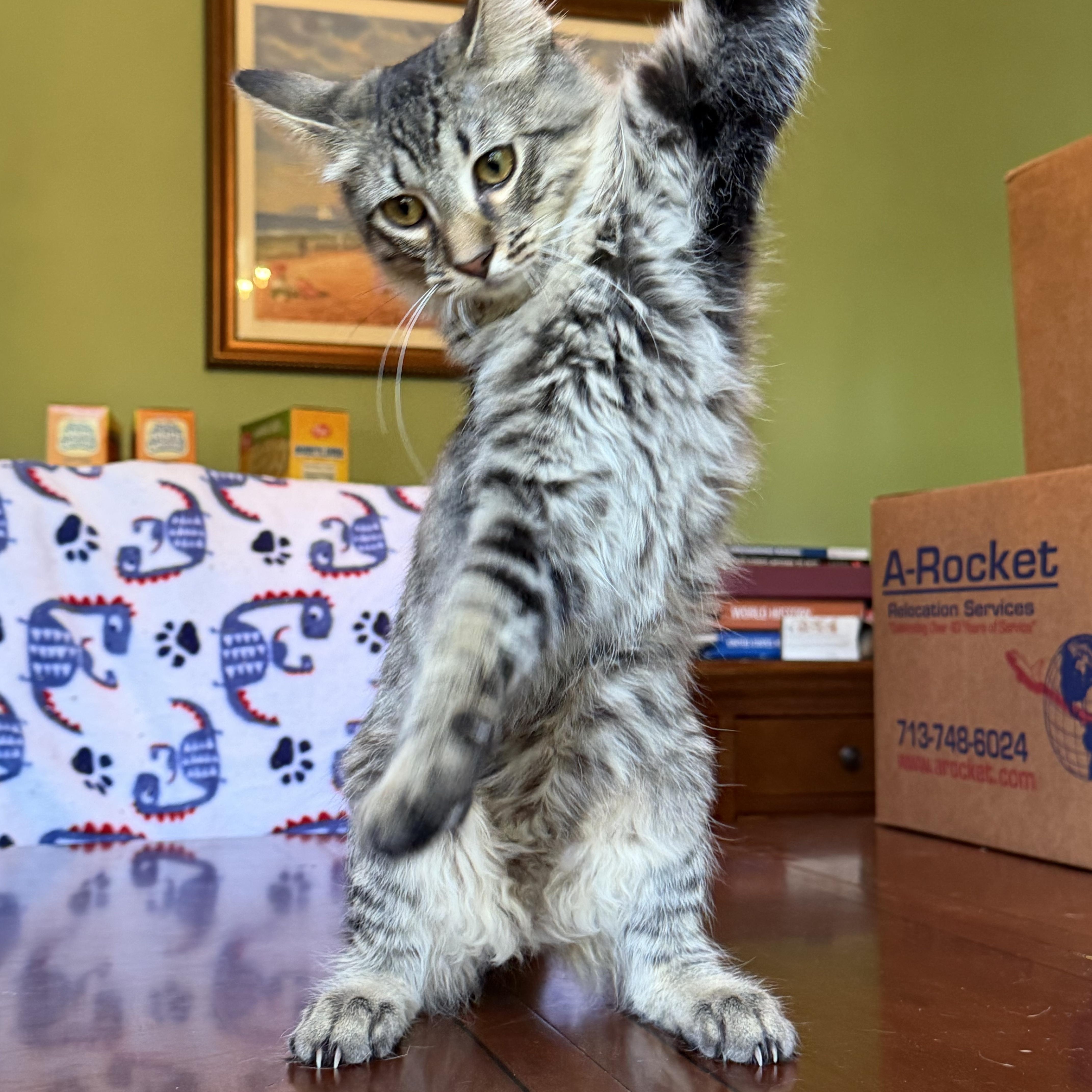 Kermit  Portofino Petsmart thumbnail 3