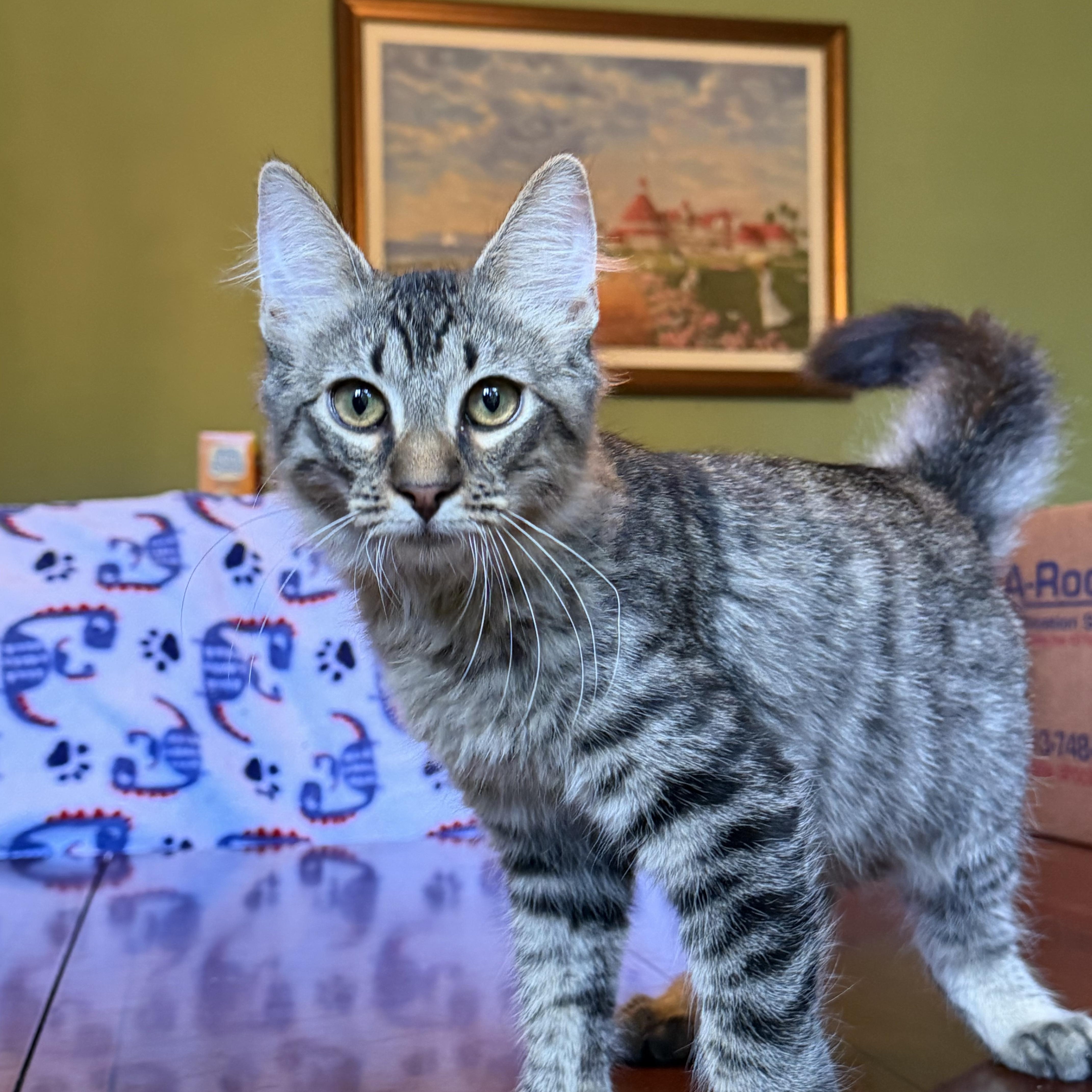 Kermit  Portofino Petsmart thumbnail 4