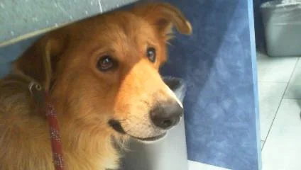 An adult large-sized male Golden Retriever dog named Taylon for adoption in Charlotte, NC