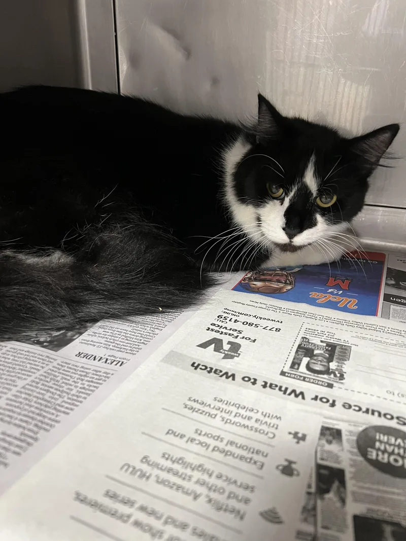 An adult medium-sized male Domestic Medium Hair cat named Oliver for adoption in Chatsworth, CA