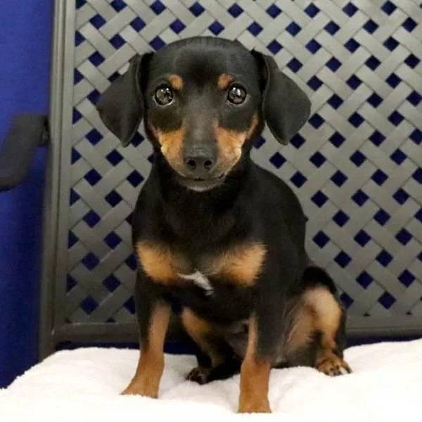 A young small-sized female Dachshund dog named Jillian for adoption in Midland, TX