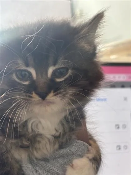 Bellatrix