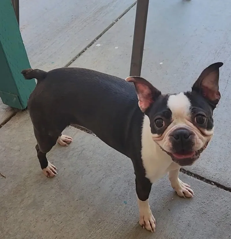 Biscuit In Co thumbnail 2