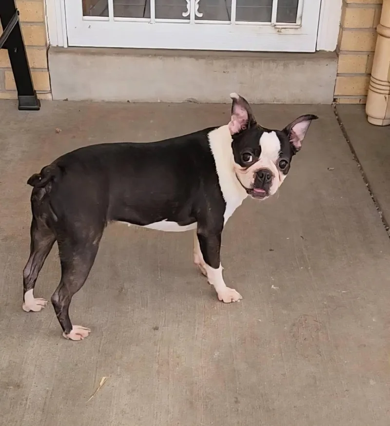 Biscuit In Co thumbnail 3