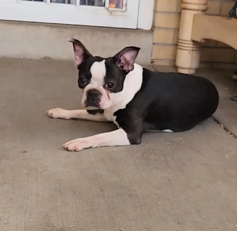 Biscuit In Co thumbnail 4