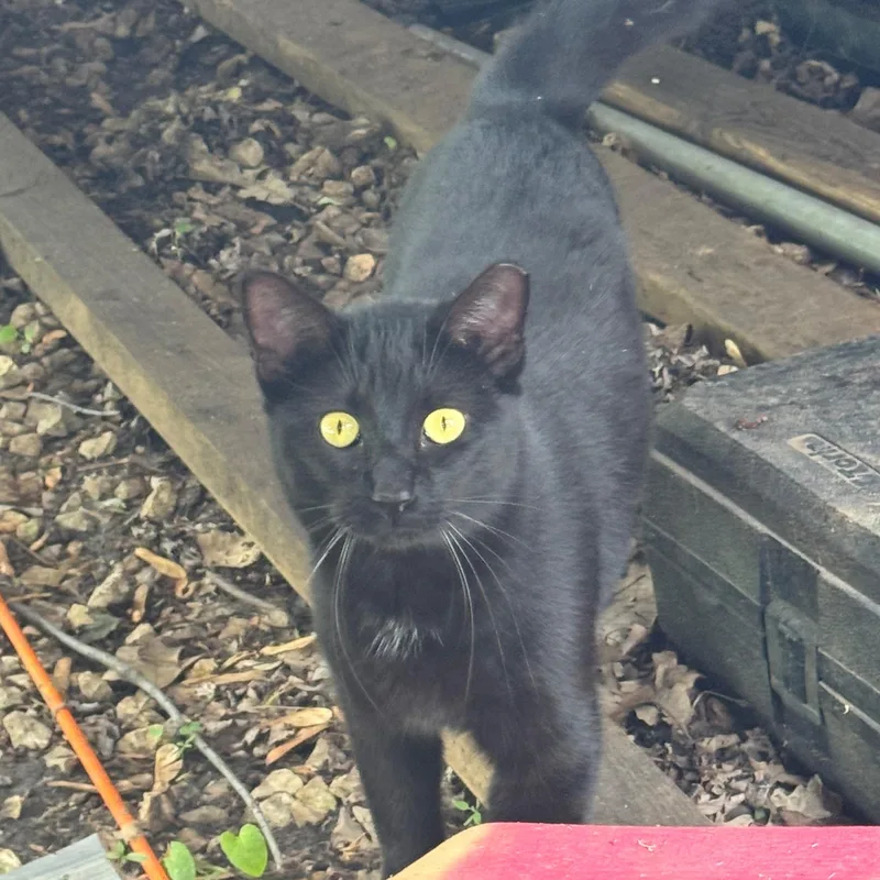 Blackjack thumbnail 2