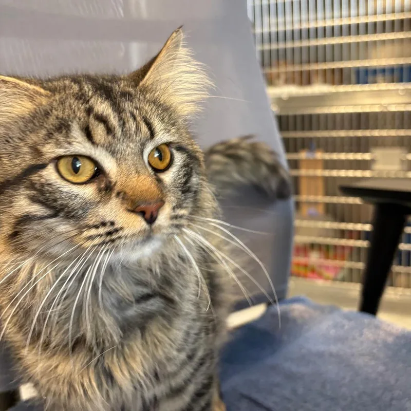 An adult large-sized male Brown / Chocolate Domestic Medium Hair cat named Romeo for adoption in Columbia Station, OH