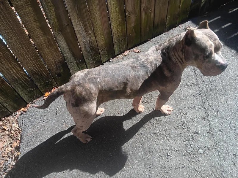 An adult large-sized male Pit Bull Terrier dog named Sebastian for adoption in North Little Rock, AR