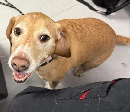 A senior medium-sized female Mixed Breed dog named Bella for adoption in West Chester, PA