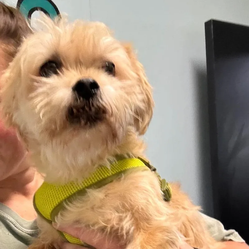 A senior small-sized male Yellow / Tan / Blond / Fawn Shih Tzu dog named Emmett for adoption in Saint John, IN