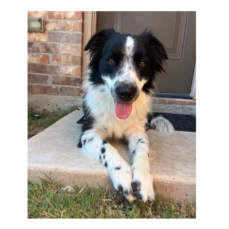 An adult medium-sized male White / Cream Border Collie dog named Luke for adoption in The Woodlands, TX