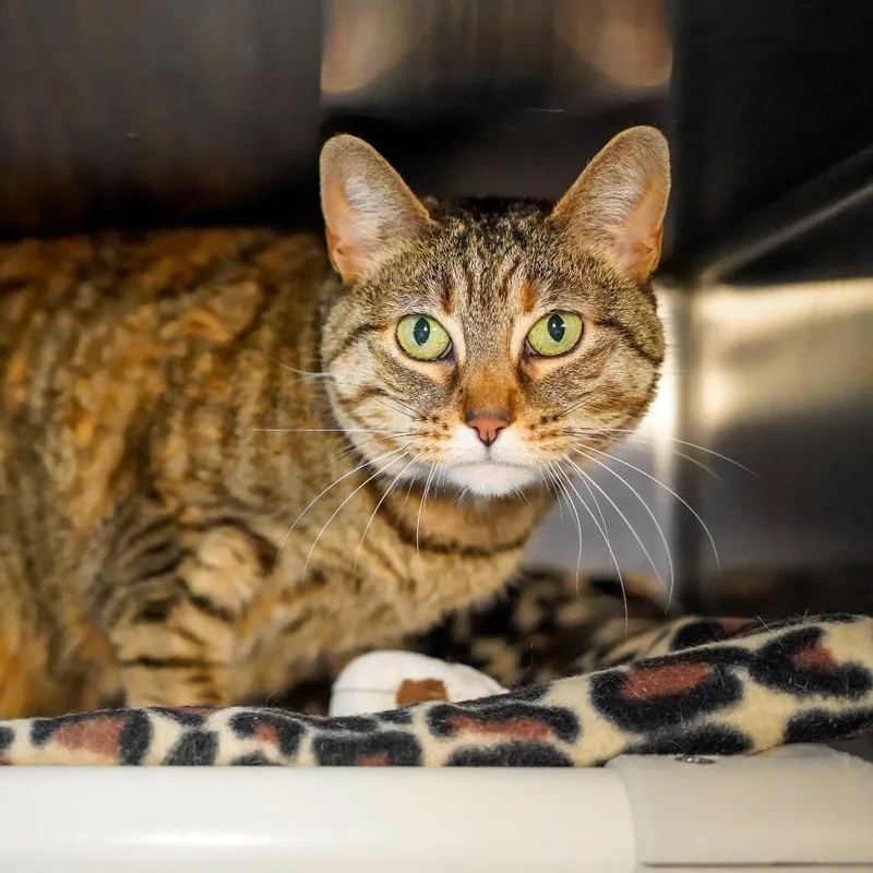 A senior small-sized female Brown / Chocolate Domestic Short Hair cat named Margie for adoption in Thomaston, ME