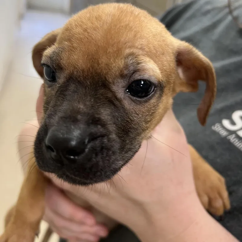A baby medium-sized female Yellow / Tan / Blond / Fawn Pit Bull Terrier dog named Helaena for adoption in Pekin, IL