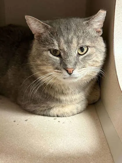 An adult small-sized male Domestic Short Hair cat named Hunk O Luv < for adoption in Bowling Green, KY