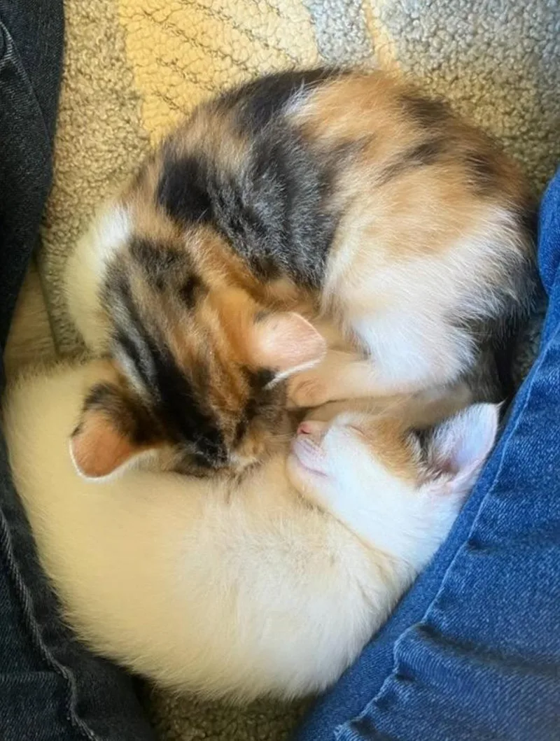 Amelia