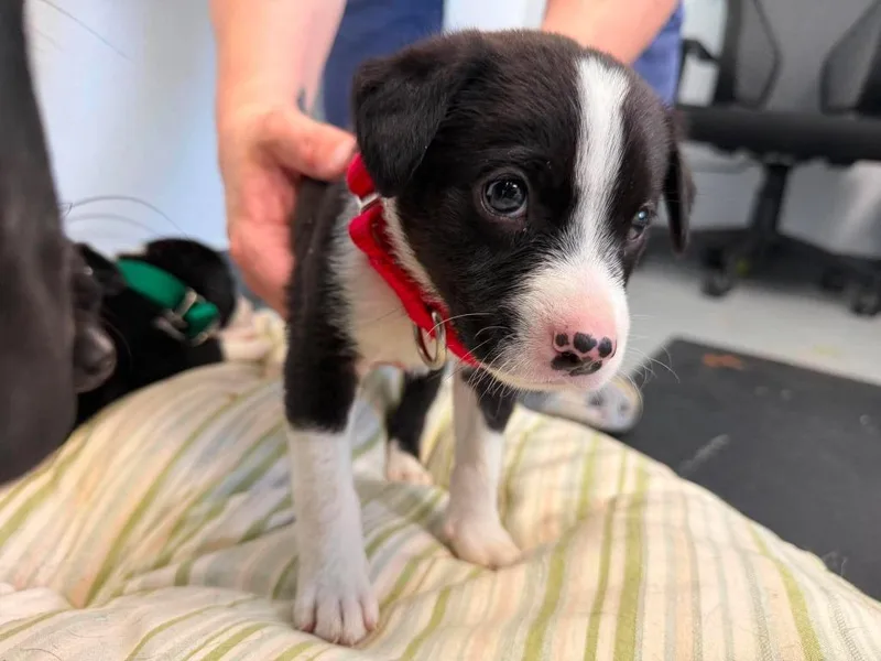 A baby medium-sized male Mixed Breed dog named Pippin for adoption in Raleigh, NC
