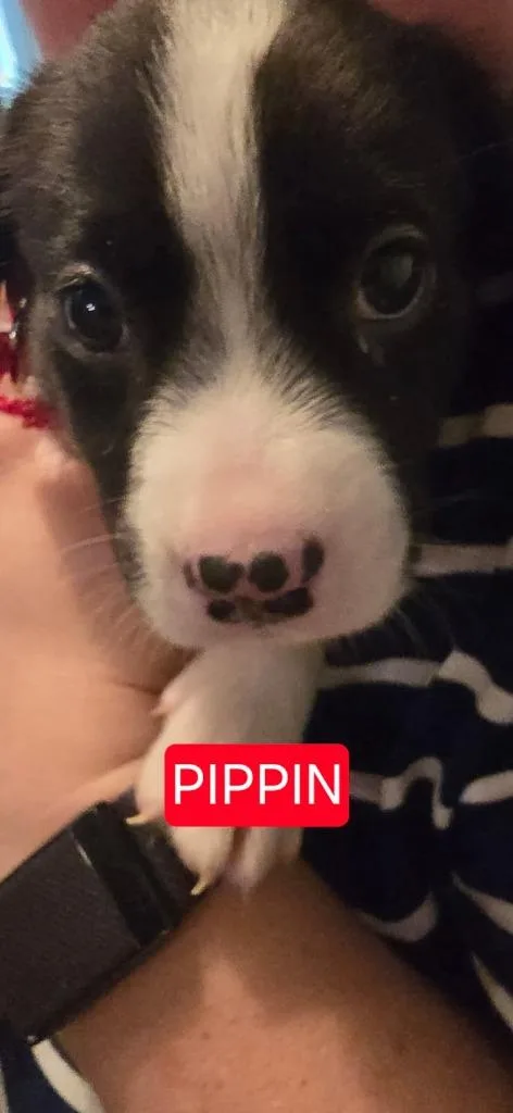 Pippin thumbnail 2