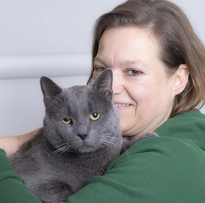 An adult large-sized male Gray / Blue / Silver Domestic Short Hair cat named Greyson for adoption in Chicago, IL