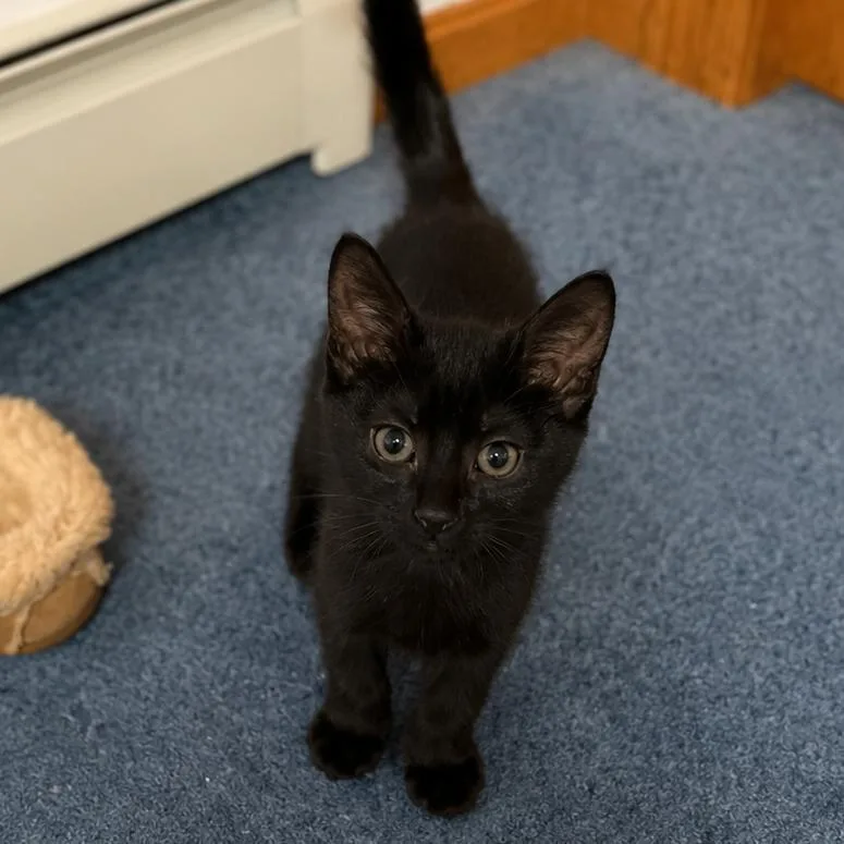 A baby small-sized male Black Domestic Short Hair cat named Sailor for adoption in Hopkinton, MA