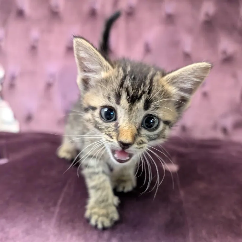 A baby small-sized female Gray / Blue / Silver Domestic Short Hair cat named Raisin for adoption in Nowata, OK