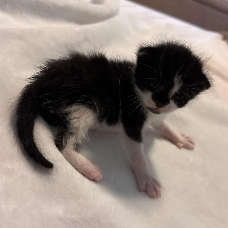 A baby medium-sized male Black & White / Tuxedo Domestic Short Hair cat named Meeny for adoption in Greensboro, NC
