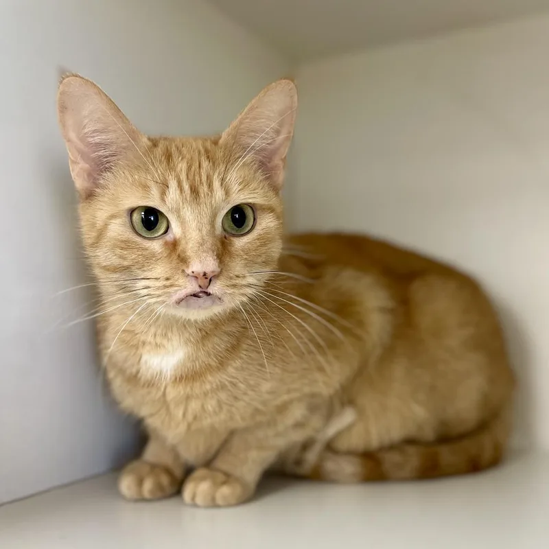 An adult medium-sized female Domestic Short Hair cat named Michele for adoption in Champaign, IL
