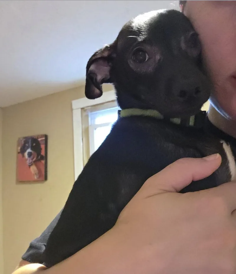 A baby small-sized male Black Chihuahua dog named Pistachio for adoption in Wadsworth, OH