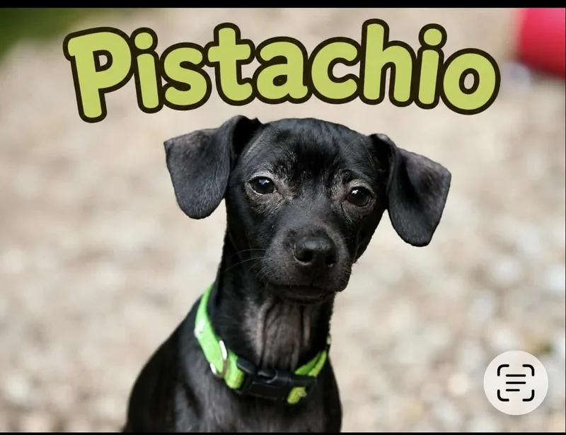 Pistachio thumbnail 3