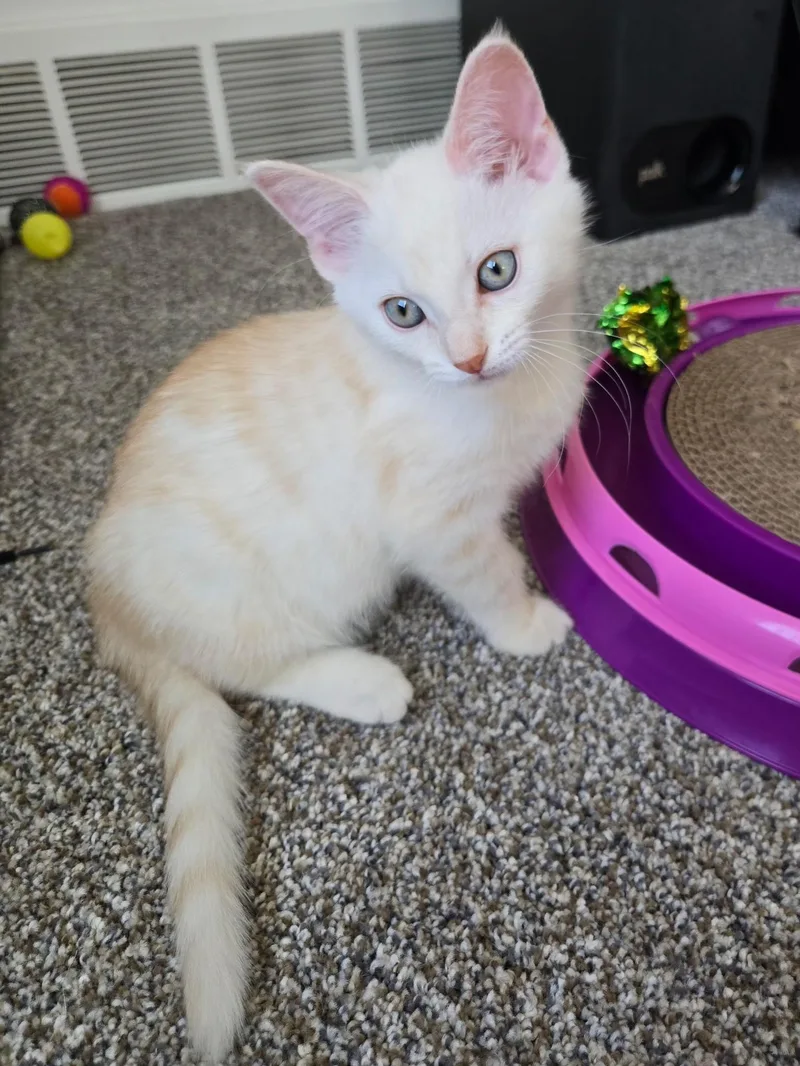 A baby small-sized female Cream / Ivory Domestic Short Hair cat named Saphira for adoption in Brighton, MI
