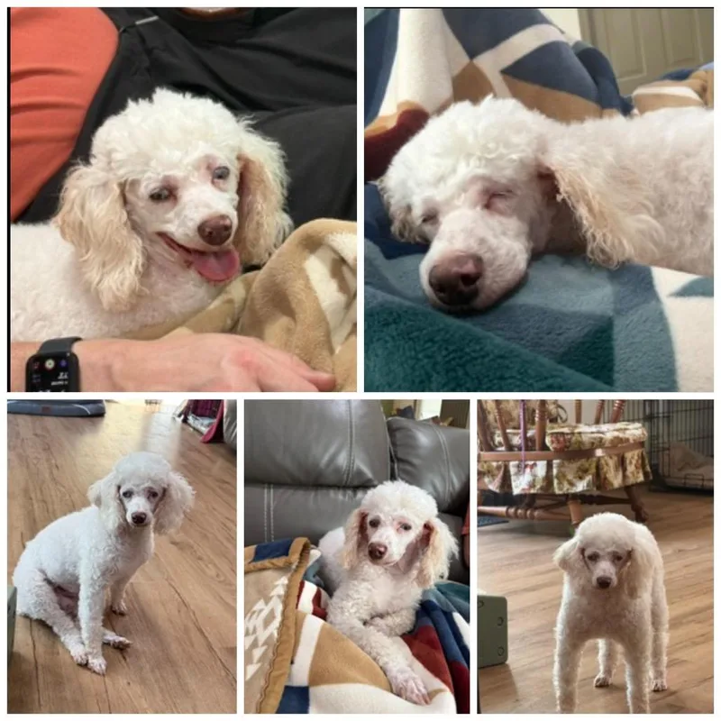 An adult small-sized female Miniature Poodle dog named Ginger Ale for adoption in Zionsville, IN