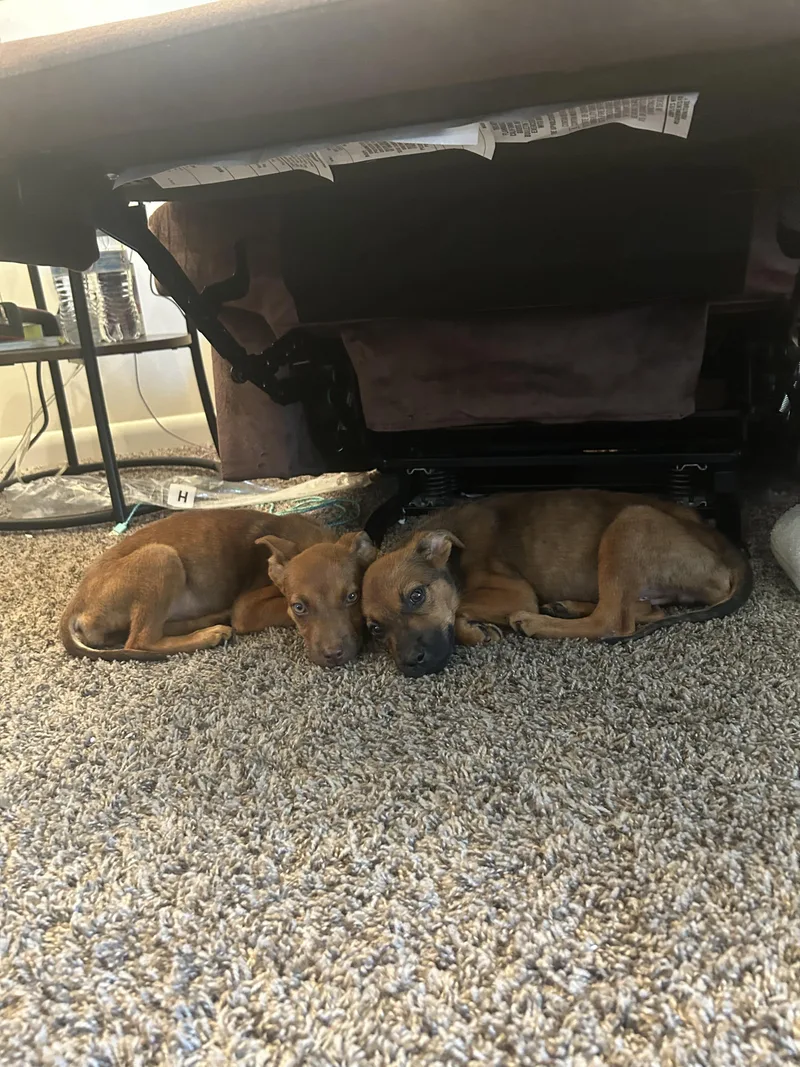 A baby medium-sized male Mixed Breed dog named Prince Jack for adoption in TOMPKINSVILLE, KY