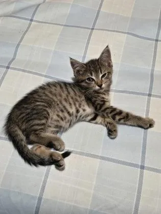 A baby small-sized female Domestic Short Hair cat named Maisie for adoption in Lawrenceville, GA