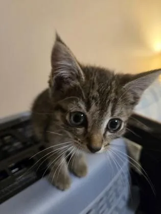 Maisie thumbnail 3