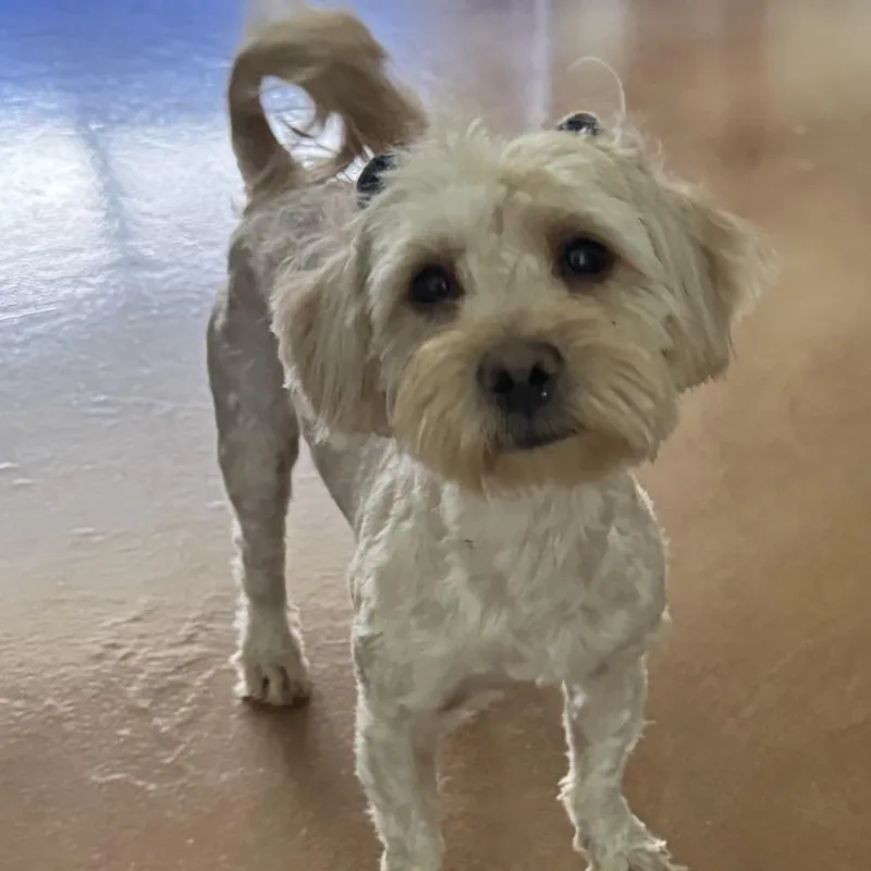 An adult small-sized female Yellow / Tan / Blond / Fawn Terrier dog named Caddie for adoption in Las Vegas, NV