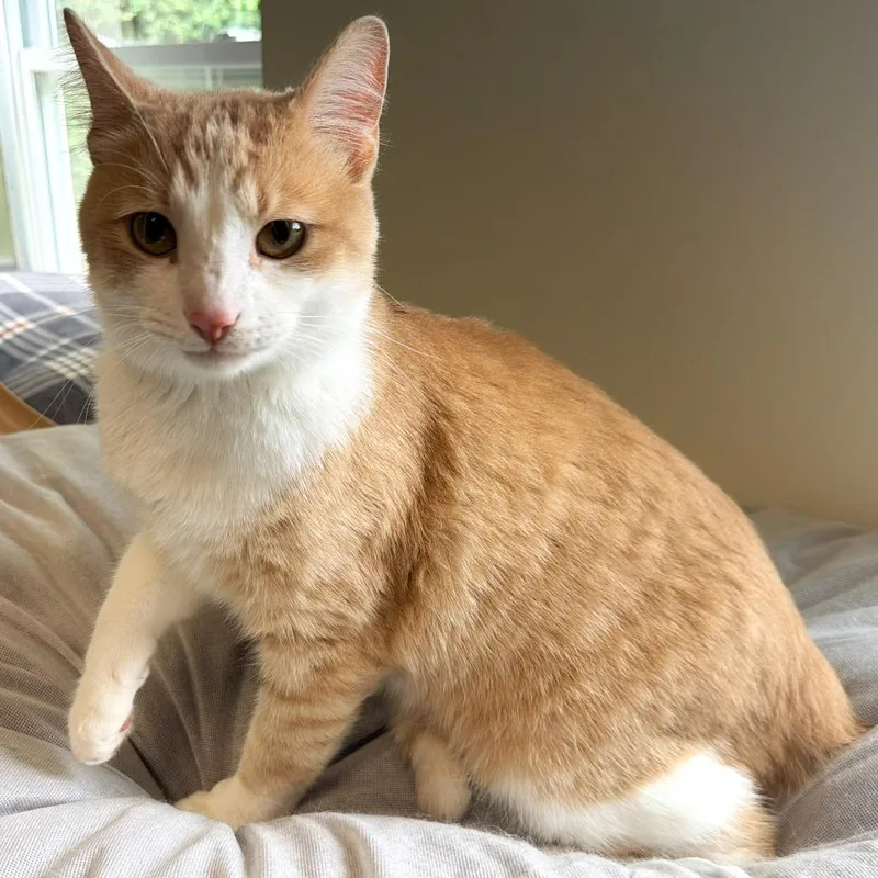 An adult large-sized male Orange / Red Domestic Short Hair cat named Axl Rose for adoption in Warrensburg, MO