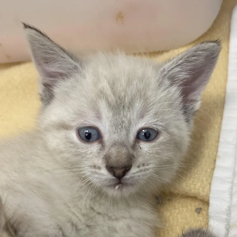 A baby small-sized female Domestic Medium Hair cat named Senita for adoption in Rifle, CO