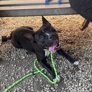 A young medium-sized female Black American Bully dog named Ruthie for adoption in Narberth, PA
