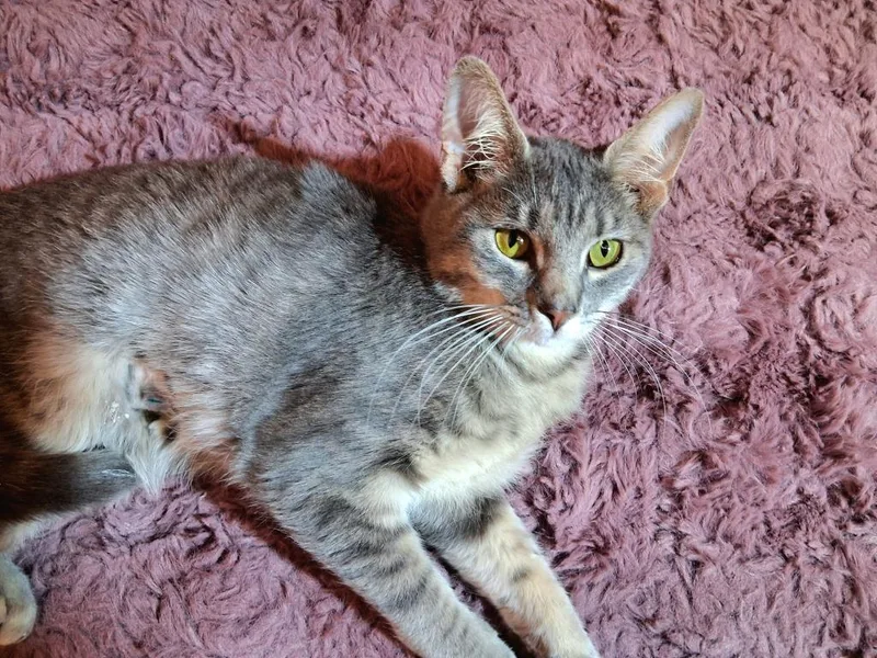 A young medium-sized male Domestic Short Hair cat named Jericho for adoption in Wintersville, OH