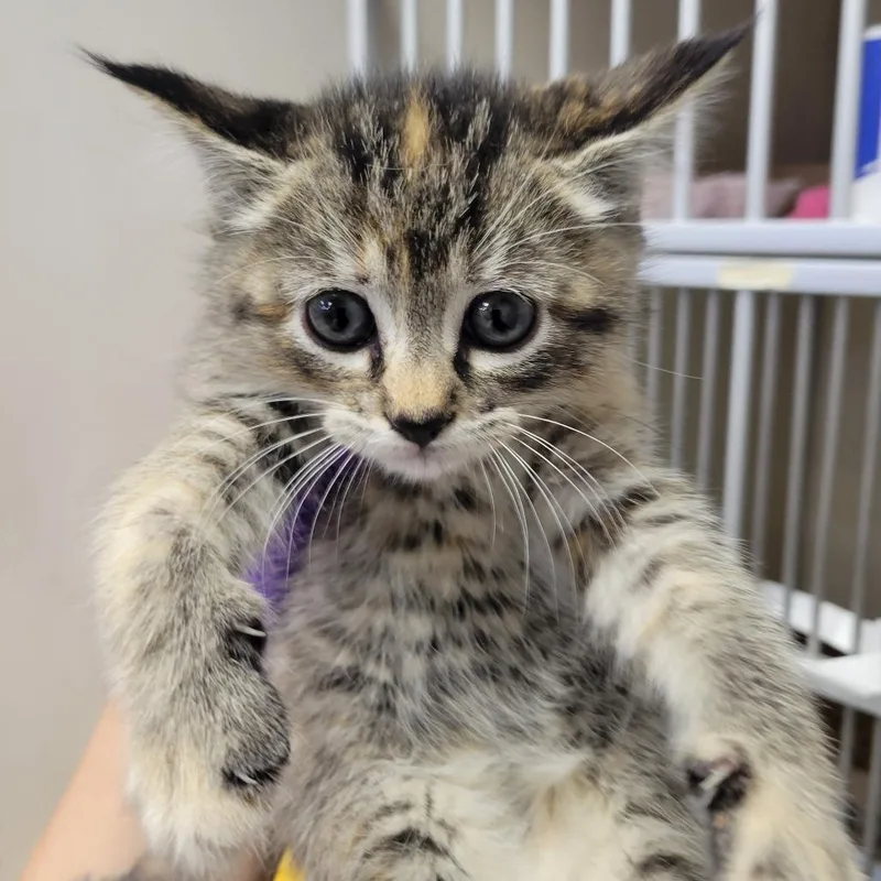 A baby small-sized female Torbie Domestic Short Hair cat named Celestial for adoption in Westminster, CA