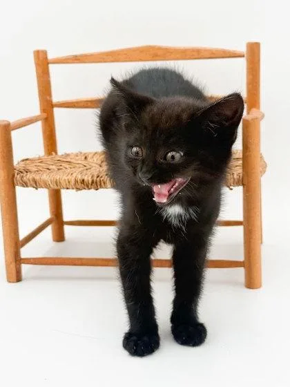 Spunky