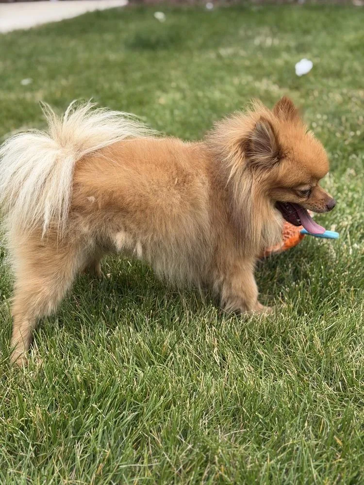 An adult small-sized male Red / Chestnut / Orange Pomeranian dog named Max for adoption in Littleton, CO