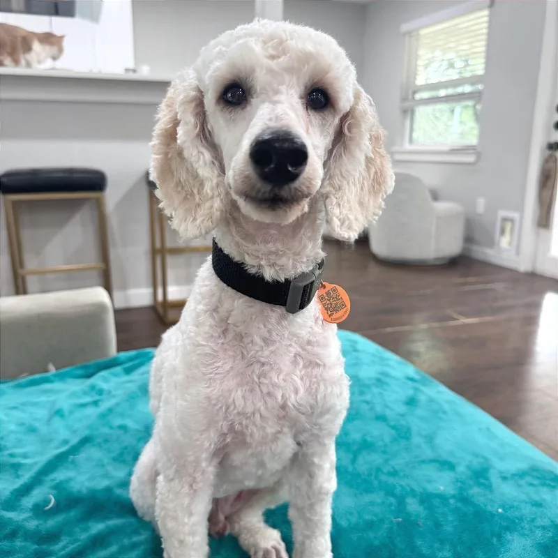 An adult small-sized male Miniature Poodle dog named Lucius for adoption in Austin, TX