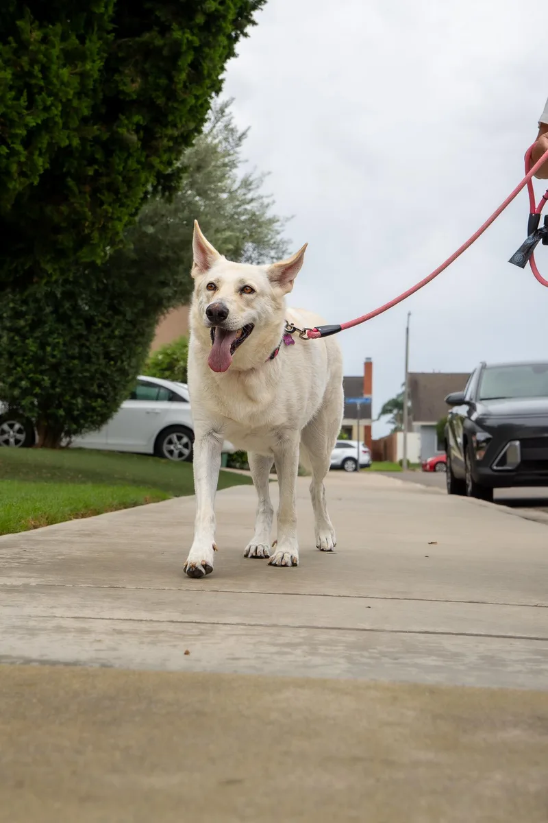An adult large-sized female White / Cream Shepherd dog named Sasha for adoption in Los Angeles, CA