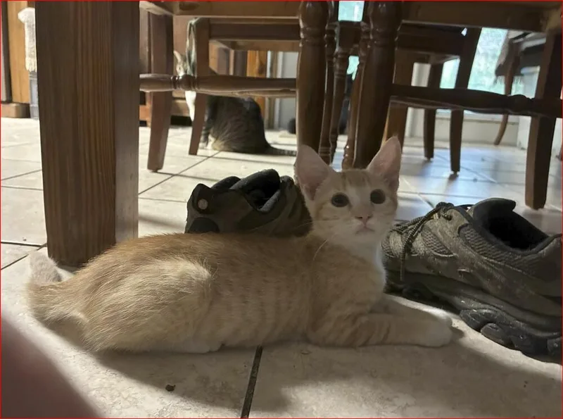 Molly thumbnail 5