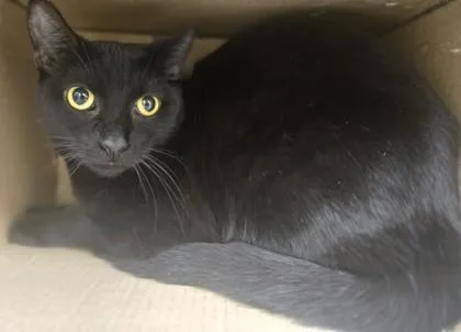 An adult large-sized male Domestic Short Hair cat named Pastrami for adoption in Westland, MI