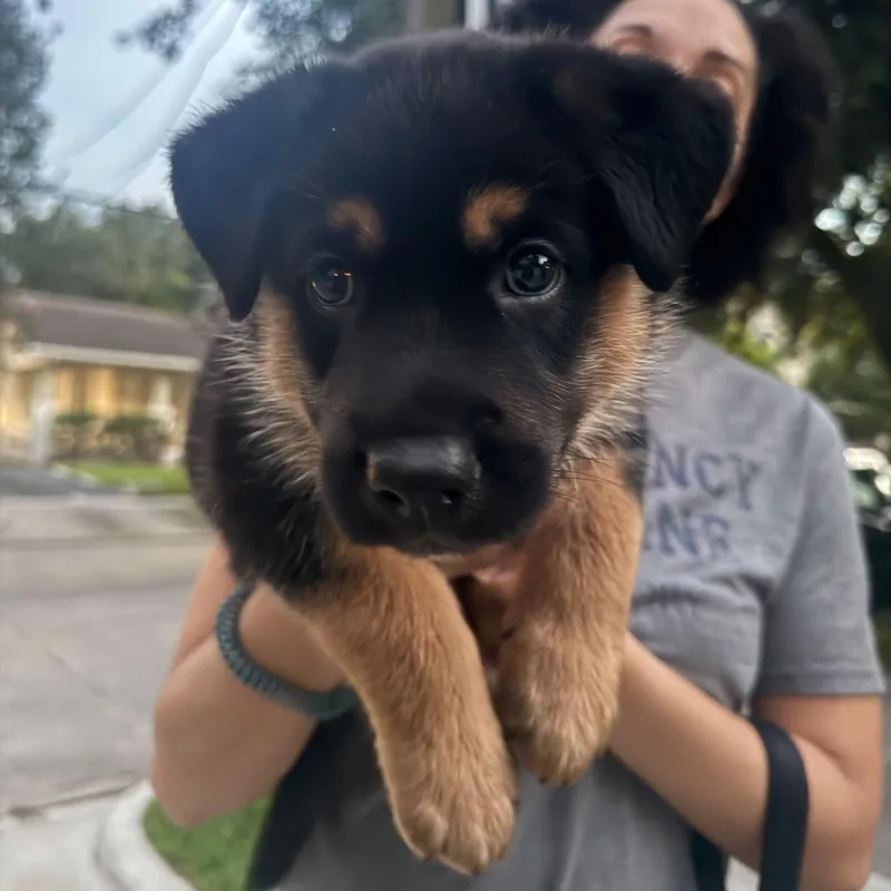 A baby large-sized male Tricolor (Brown, Black, & White) German Shepherd Dog dog named Pluto for adoption in Houston, TX